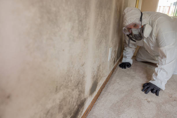 Best Black Mold Removal  in Summit, IL